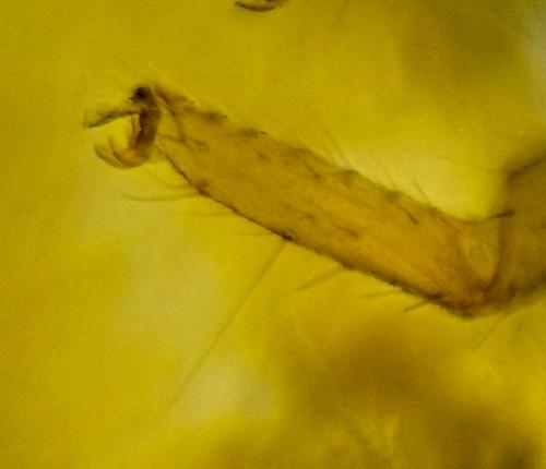 Withius sp.